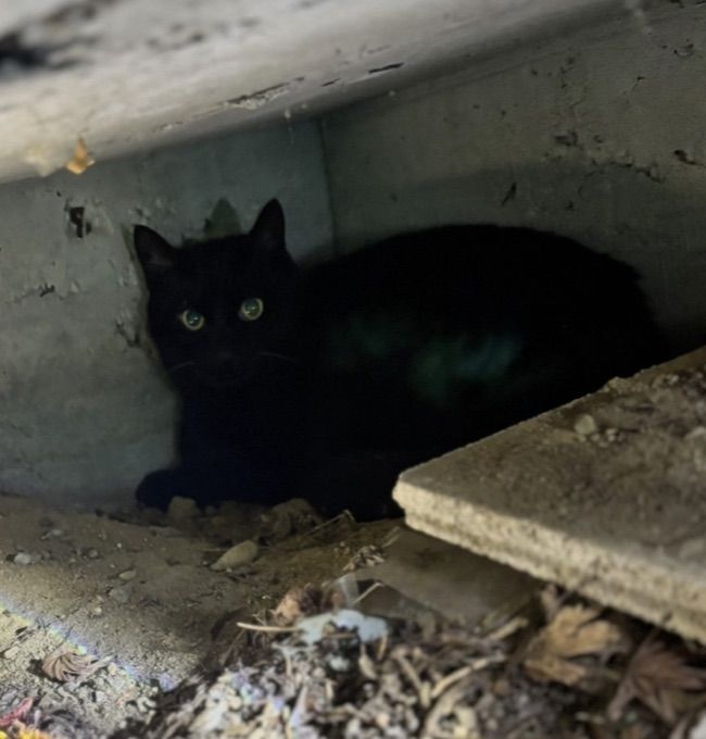 豊中市の黒猫 捜索・保護実績