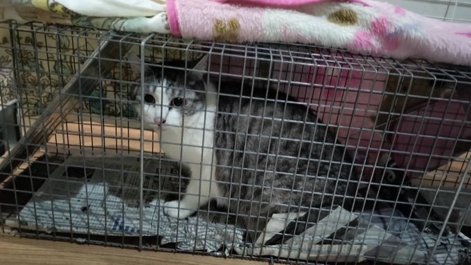 吹田市のサバトラの男の子 捜索・保護実績