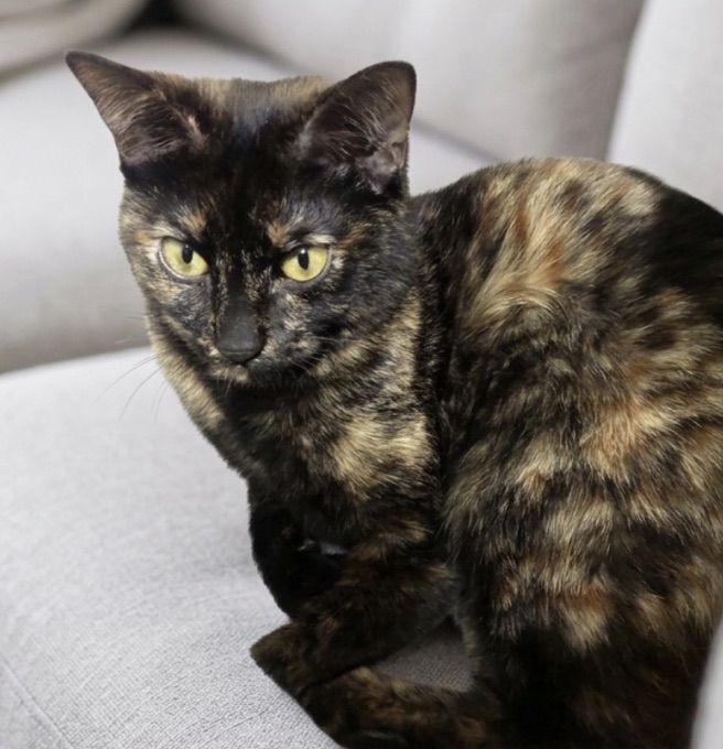 吹田市の1歳半のサビ猫の女の子 捜索・保護実績