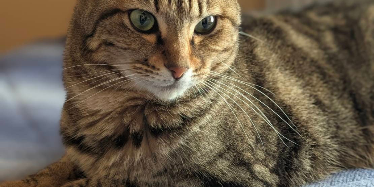無事に保護された脱走猫