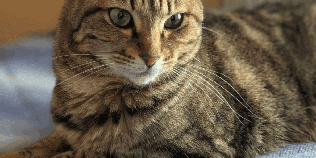 脱走猫無事に保護