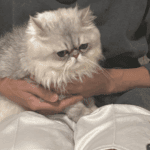 無事に保護された脱走猫