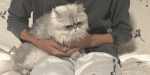 無事に保護された脱走猫