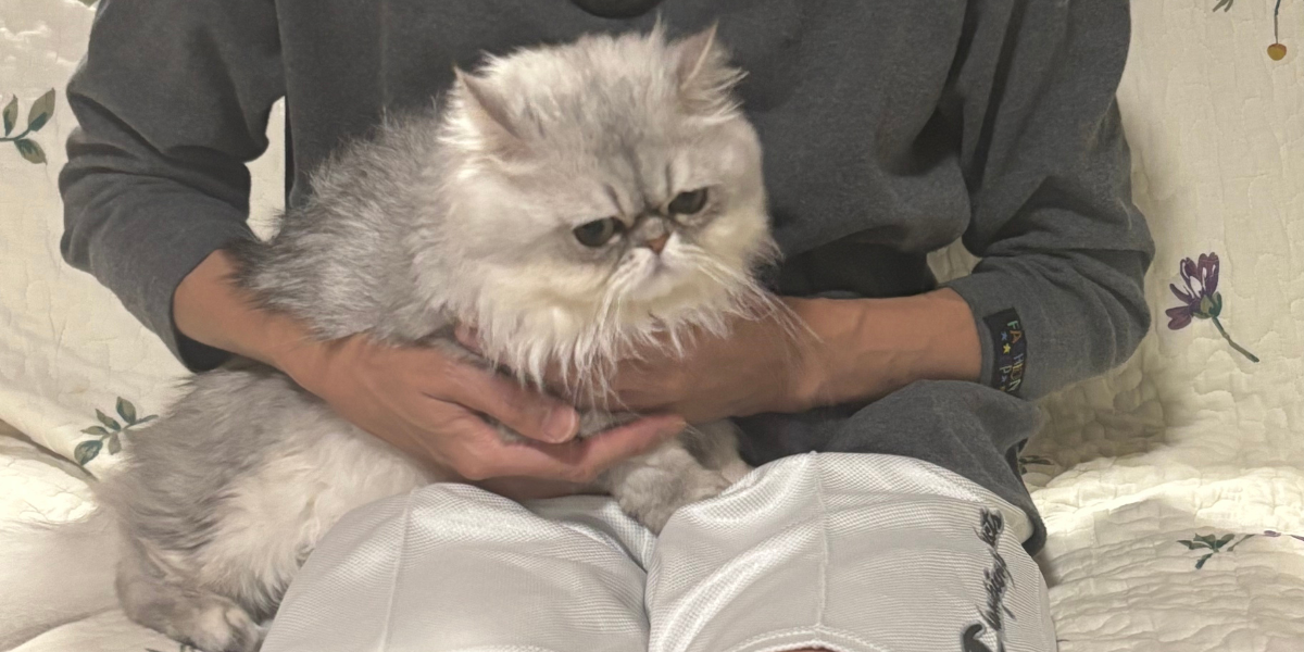 無事に保護された脱走猫