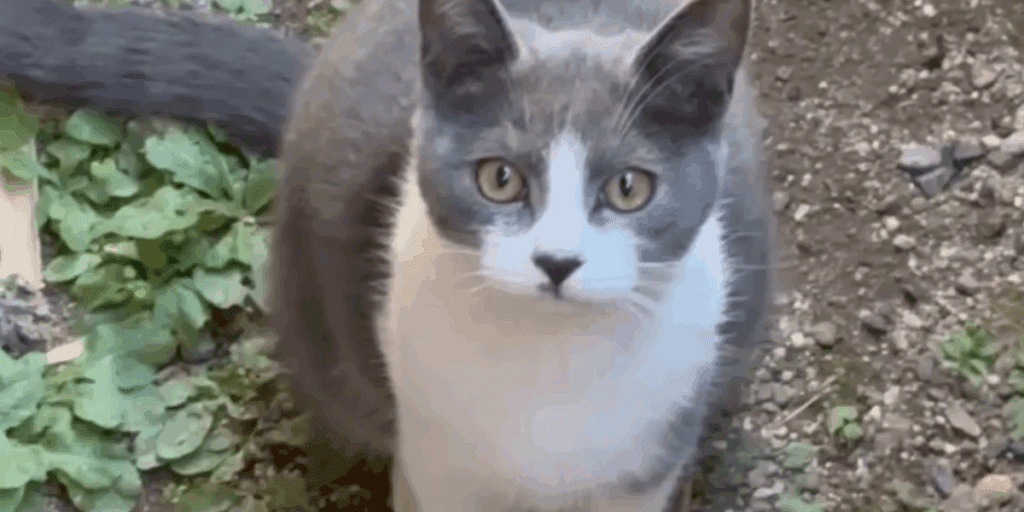 無事に保護された脱走猫