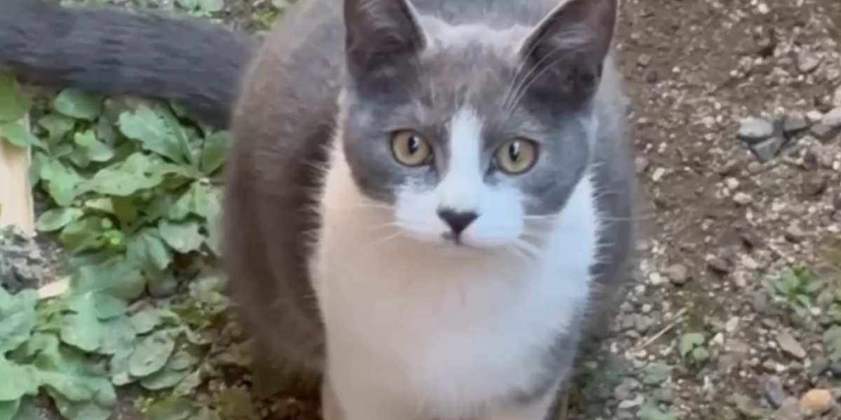 無事に保護された脱走猫