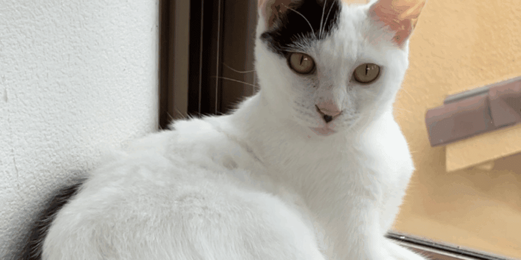 無事に保護された脱走猫