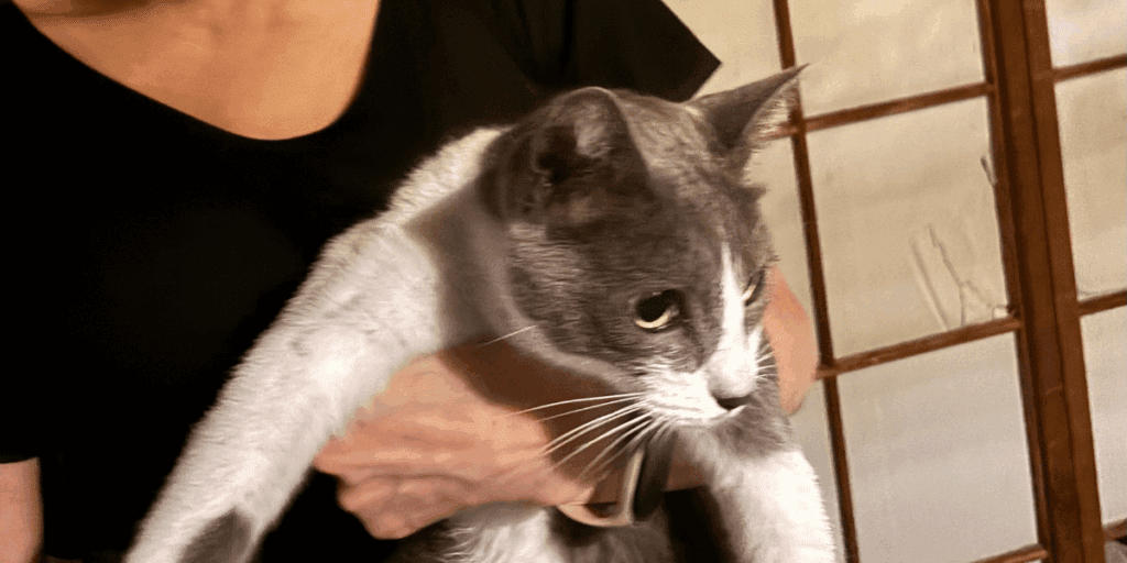 無事に保護された脱走猫