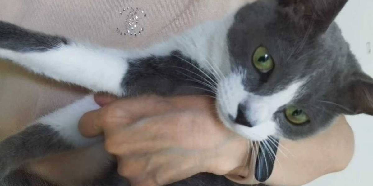 無事に保護された脱走猫