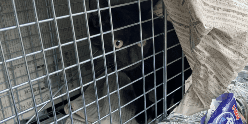 無事に保護された脱走猫