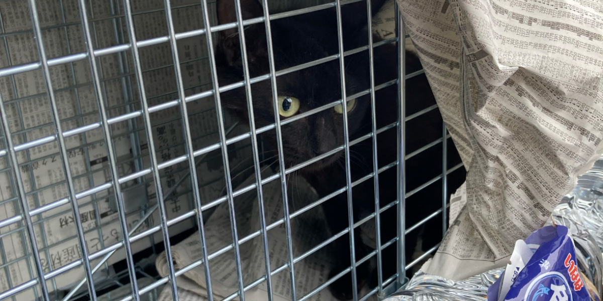 無事に保護された脱走猫