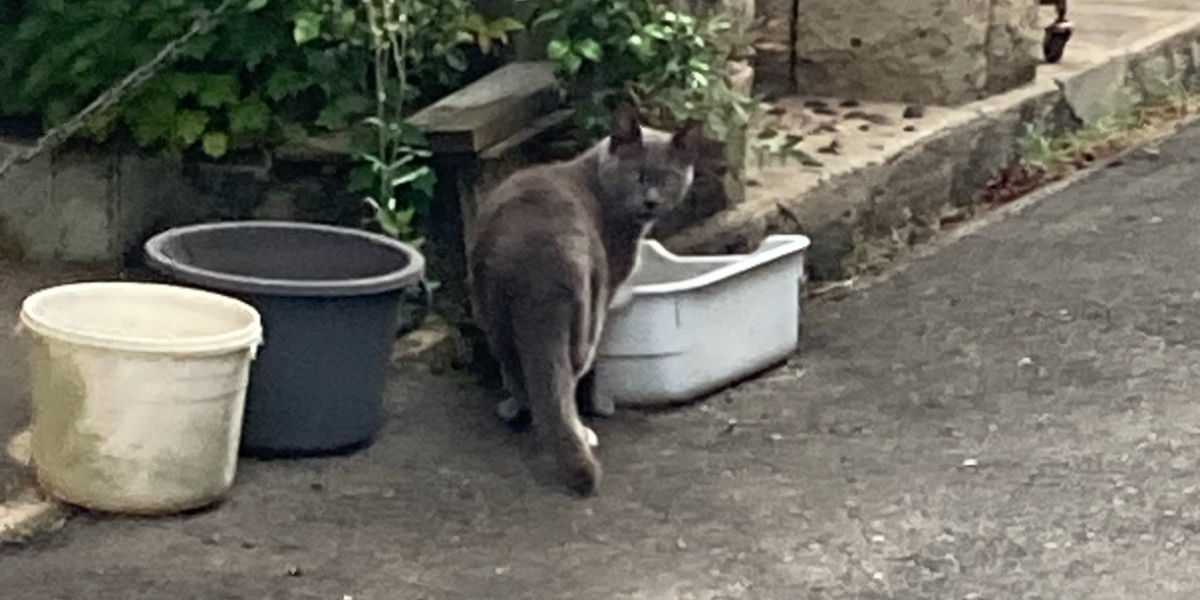 無事に保護された脱走猫