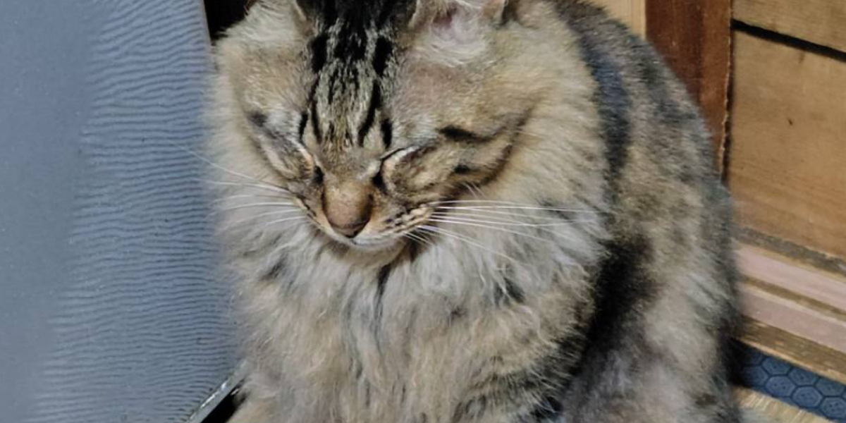 無事に保護された脱走猫