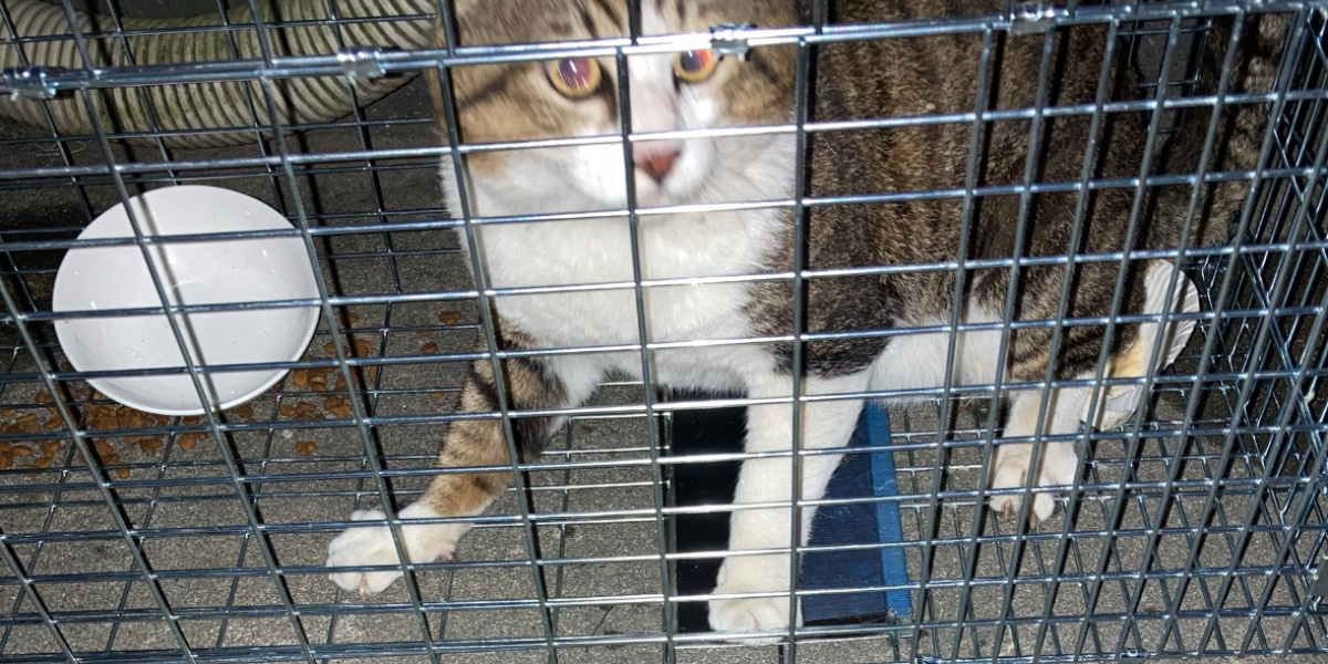 無事に保護された脱走猫