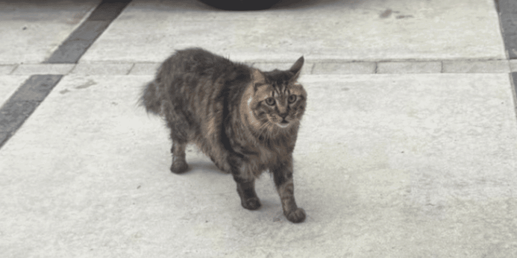 チラシからの情報で無事に保護された脱走猫