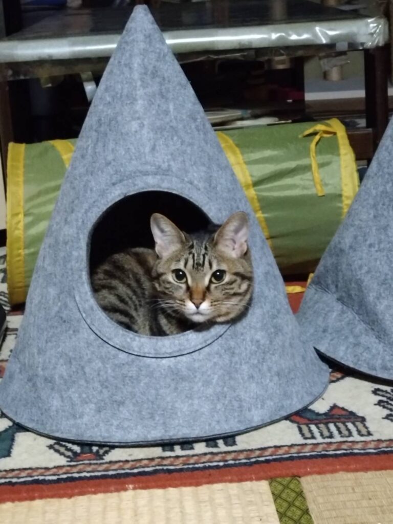 家の中で安心して遊ぶ猫ちゃん。迷子から帰宅した後の写真。