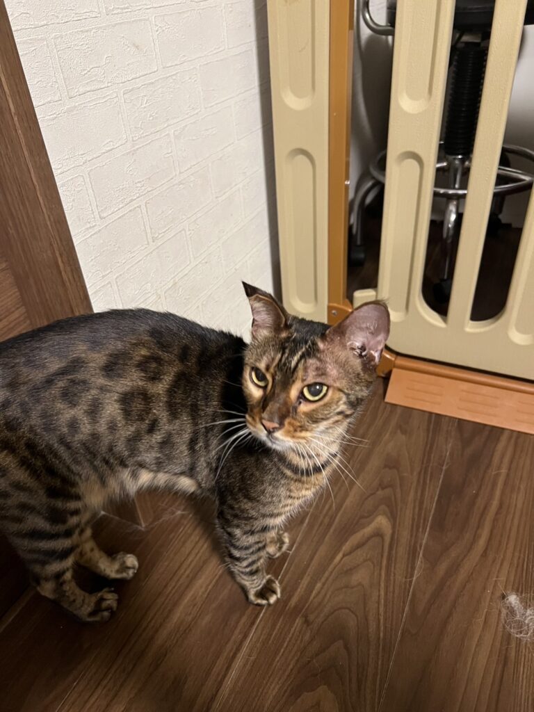 長岡京市無事に保護されたベンガル猫ちゃん。