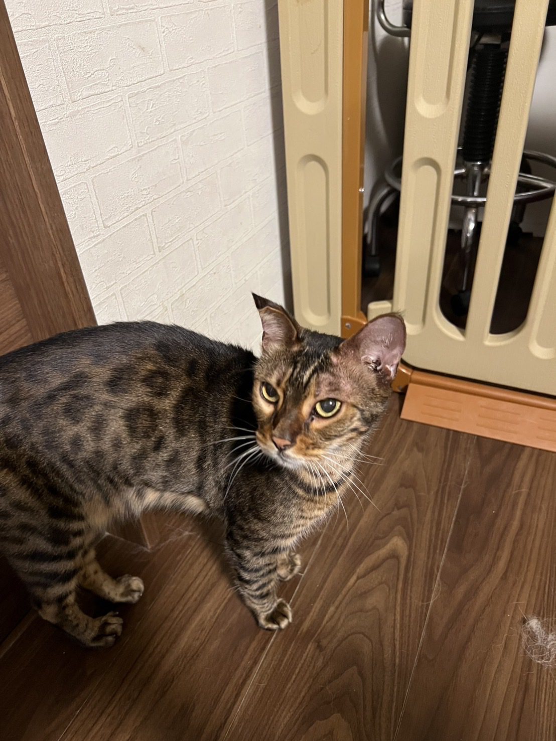 無事に保護されたベンガル猫ちゃん。
