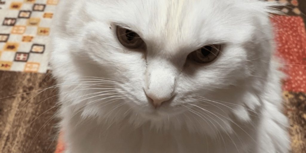 無事に保護された脱走猫