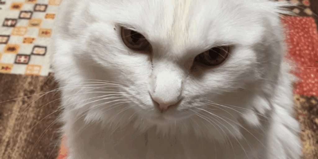 無事に保護された脱走猫