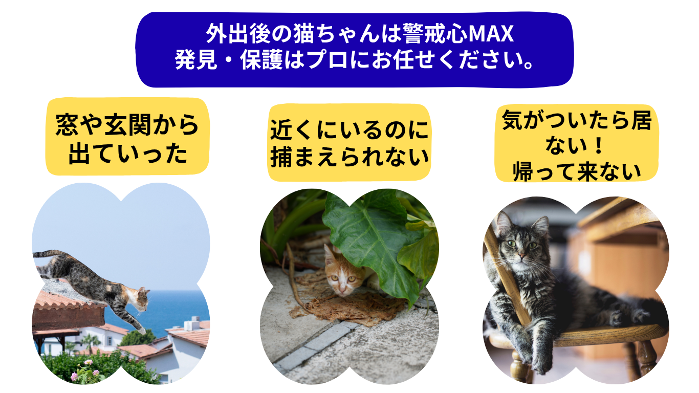 脱走した猫の探し方に関する広告。猫が自宅近くに隠れているという情報と、室内飼い猫と外経験猫の潜伏範囲（半径100mと400m）について記載。