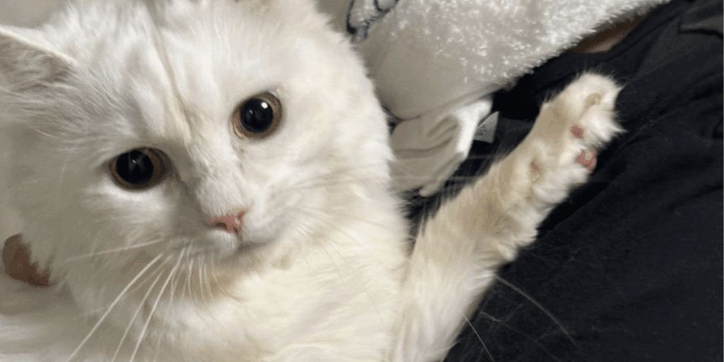 迷子猫無事に保護され飼い主に抱っこ