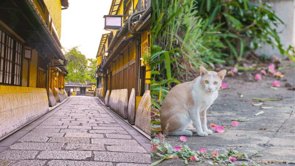 京都での迷子猫の捜索には文化や地形が重要な鍵となります。防犯のために忍び返や、人気のない獣道なども探しましょう。