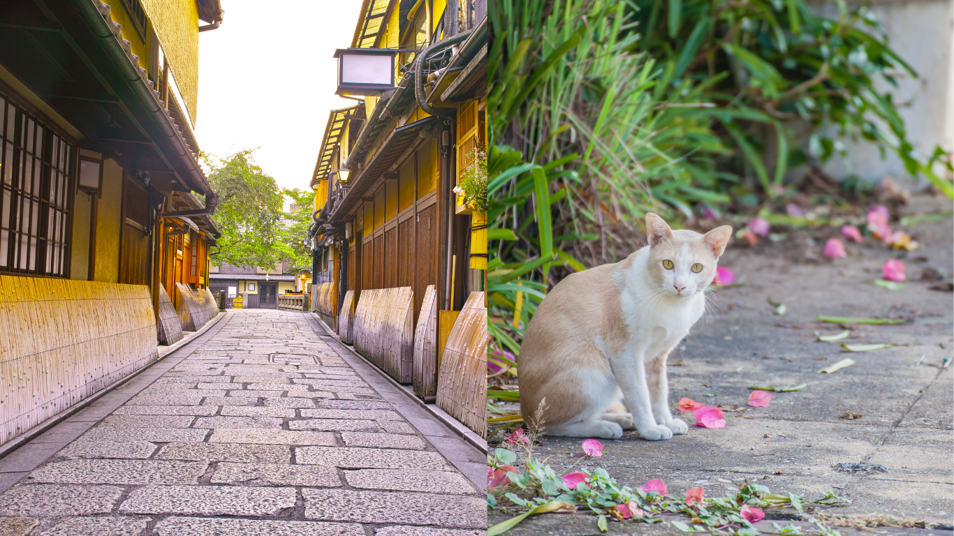 京都で猫脱走　猫探偵選び