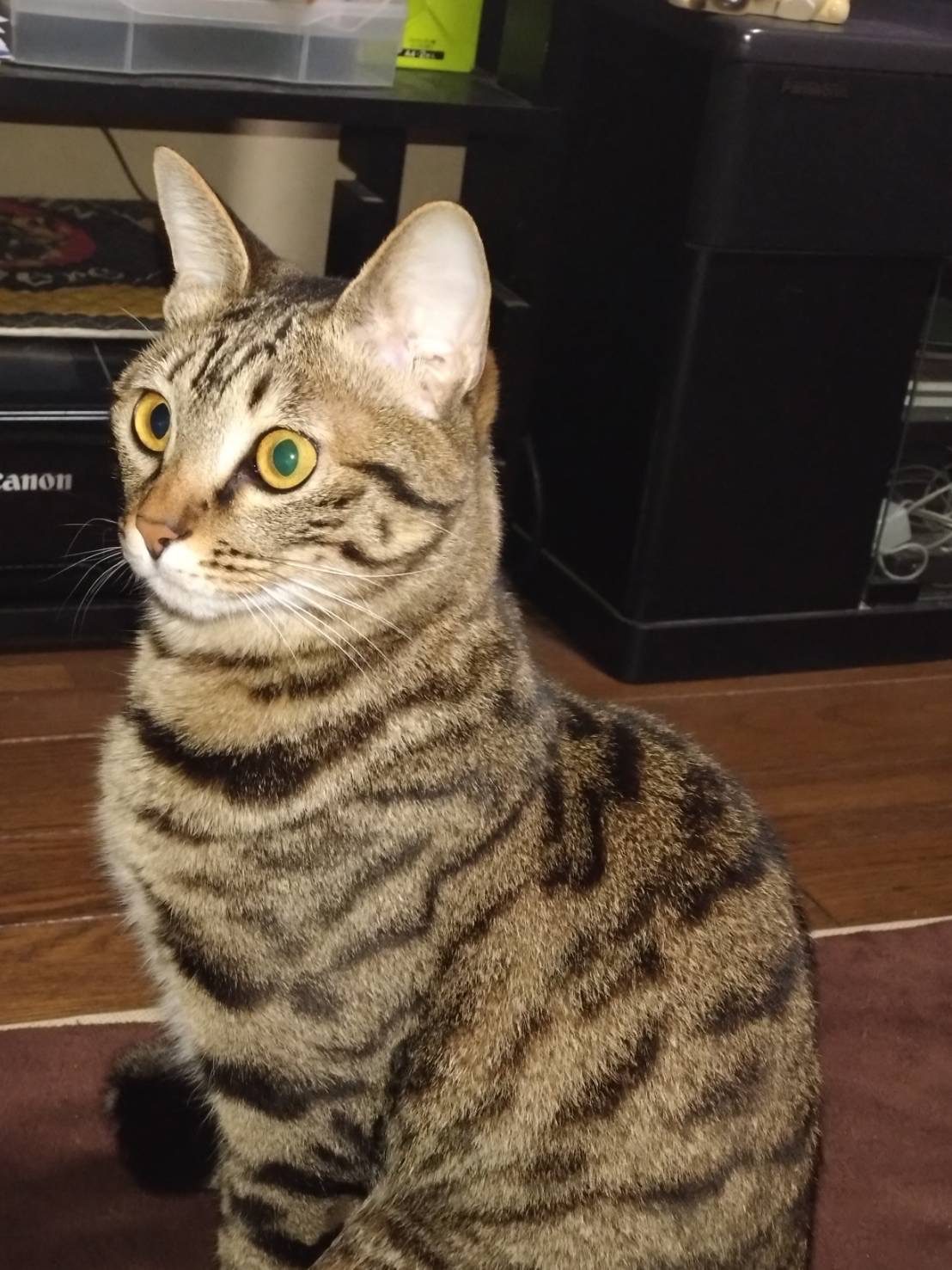 脱走から帰宅した猫ちゃん