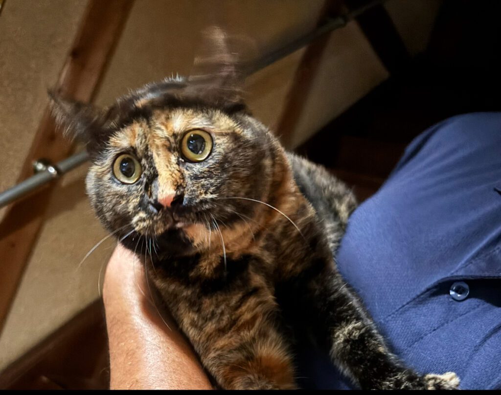 保護された直後飼い主に抱かれて安心の猫ちゃん