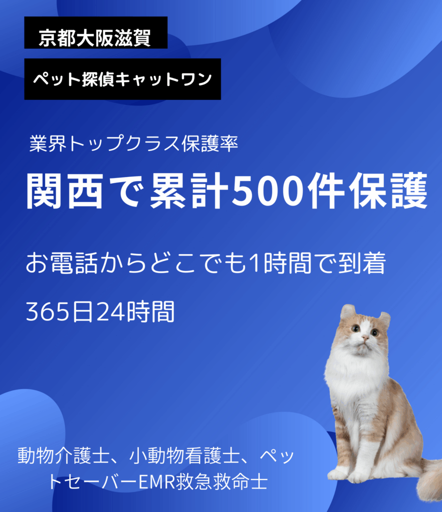 動物関連資格保有者の丁寧脱走猫捜索
