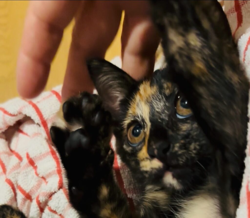 大雨の日にお母さんと逸れた子猫を保護しました。里親さんを募集しています。