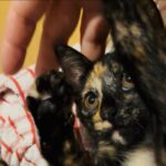 大雨の日にお母さんと逸れた子猫を保護しました。里親さんを募集しています。