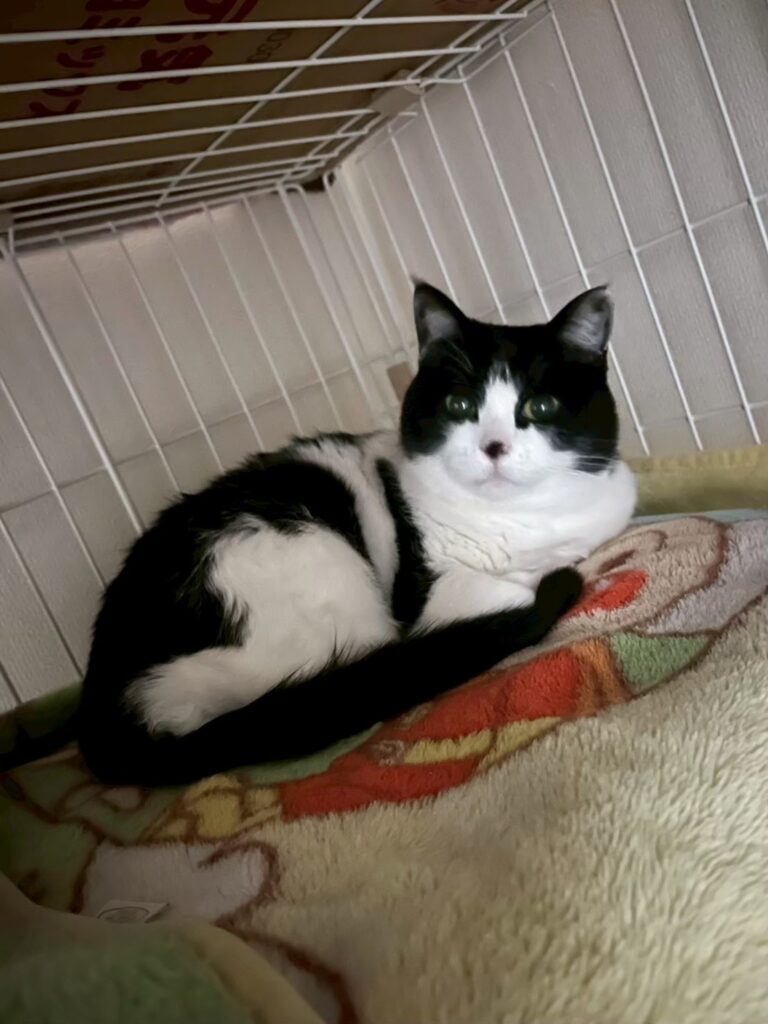 少しの窓の隙間から逃げた猫ちゃんが無事保護