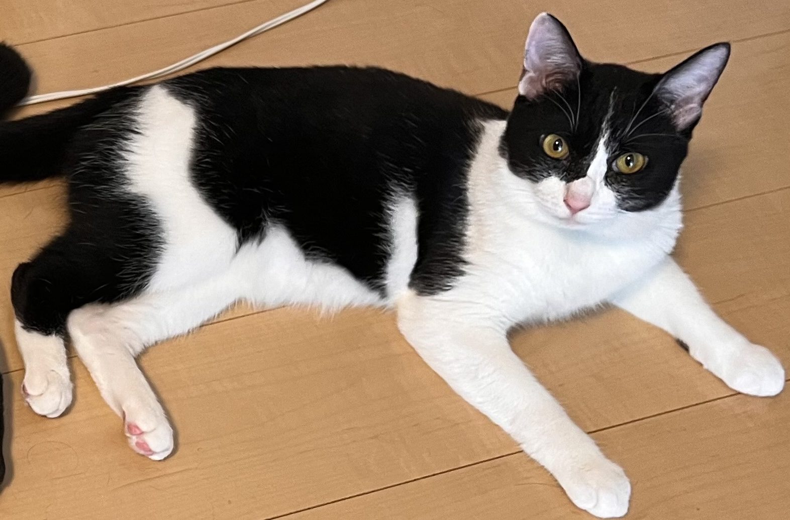 脱走２日後に無事に保護されたハチワレ男の子