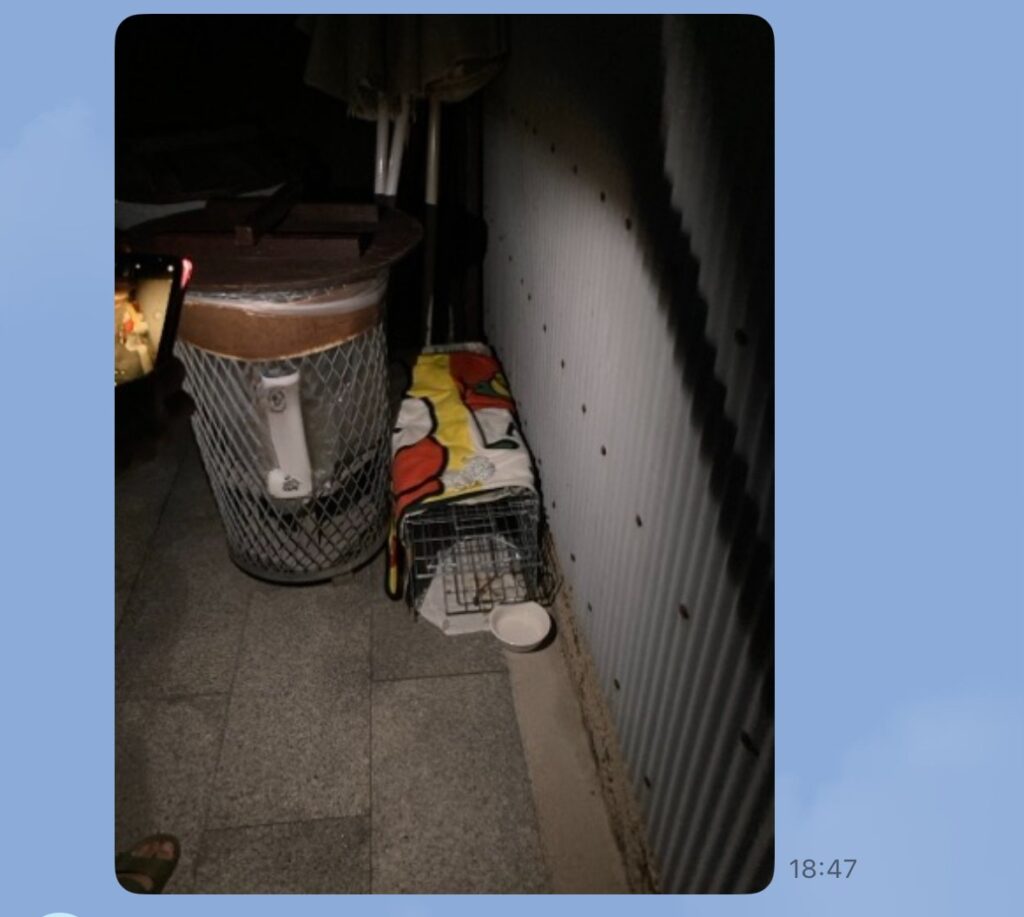 猫の生理学に基づき墓地に設置された捕獲機(キャットワンの科学的捜索事例) 専門知識の応用: 動物介護士の知識から、猫は皮膚呼吸ができず、夏の暑い時期は**「最も冷たい物質」**を求めると判断。
戦略的な場所の特定: この事実に基づき、住職様との信頼を築いた上で、冷たい石(墓石)がある墓地に捕獲機を設置するという論理的結論に至りました。