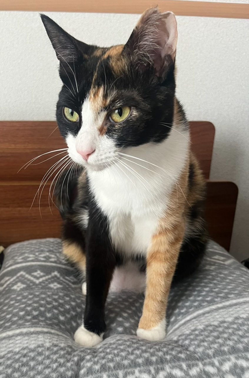 脱走猫無事に保護