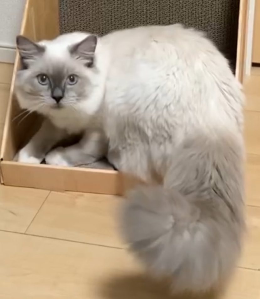 脱走猫無事に保護