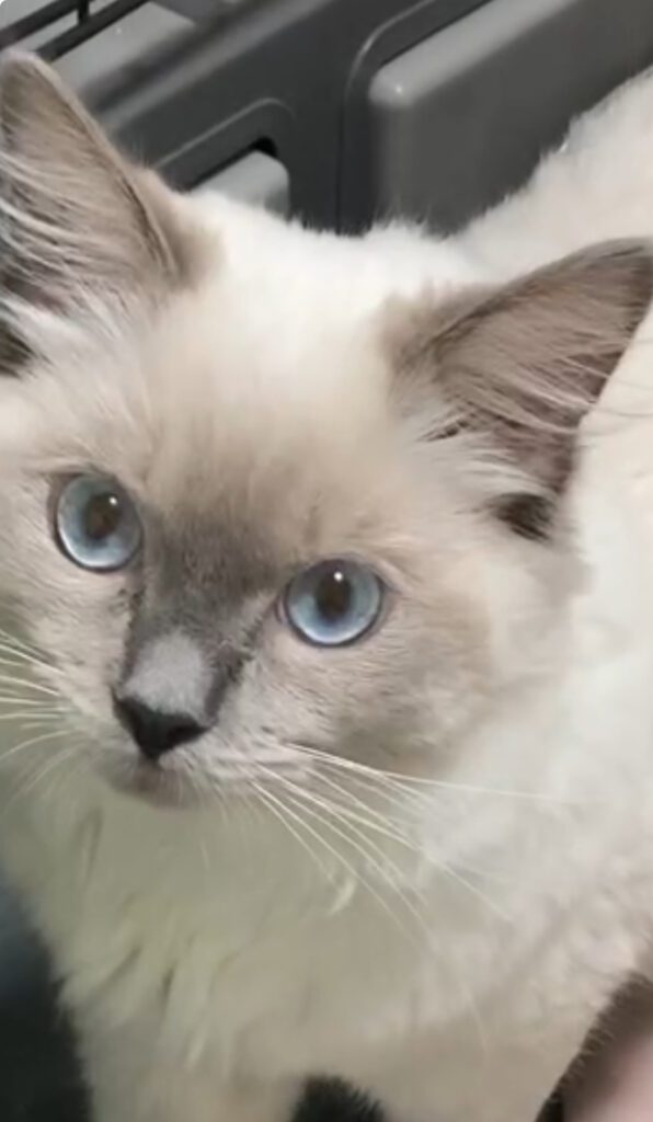 【近畿対応】プロ猫探偵が解説!脱走猫の探し方で成功した事例から導く見つけ方の全手順とポイント 近畿脱走猫、猫探偵のプロの捜索で無事に保護