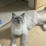 脱走猫無事に保護