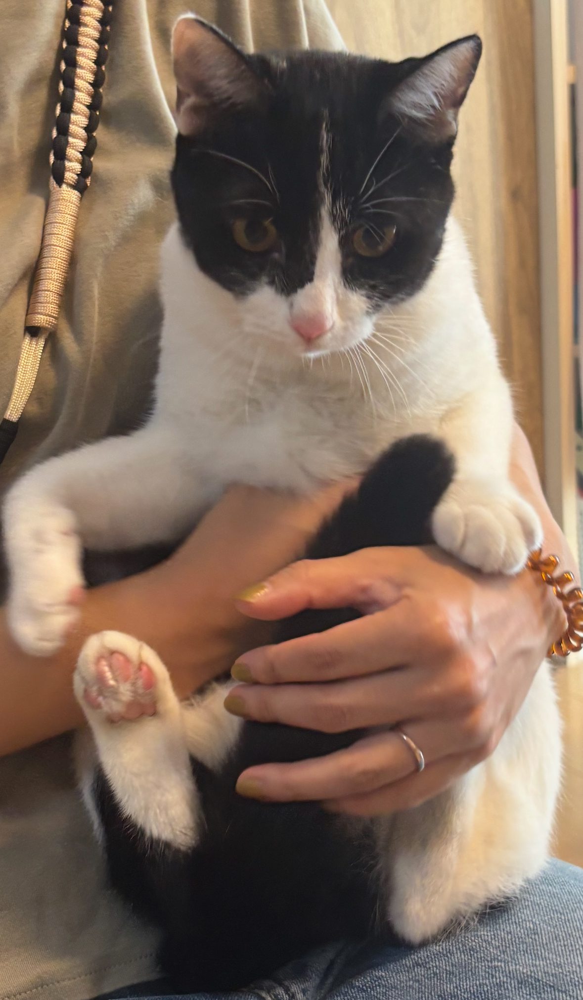 ３日ぶりに保護されて飼い主んイア会えるハチワレ猫