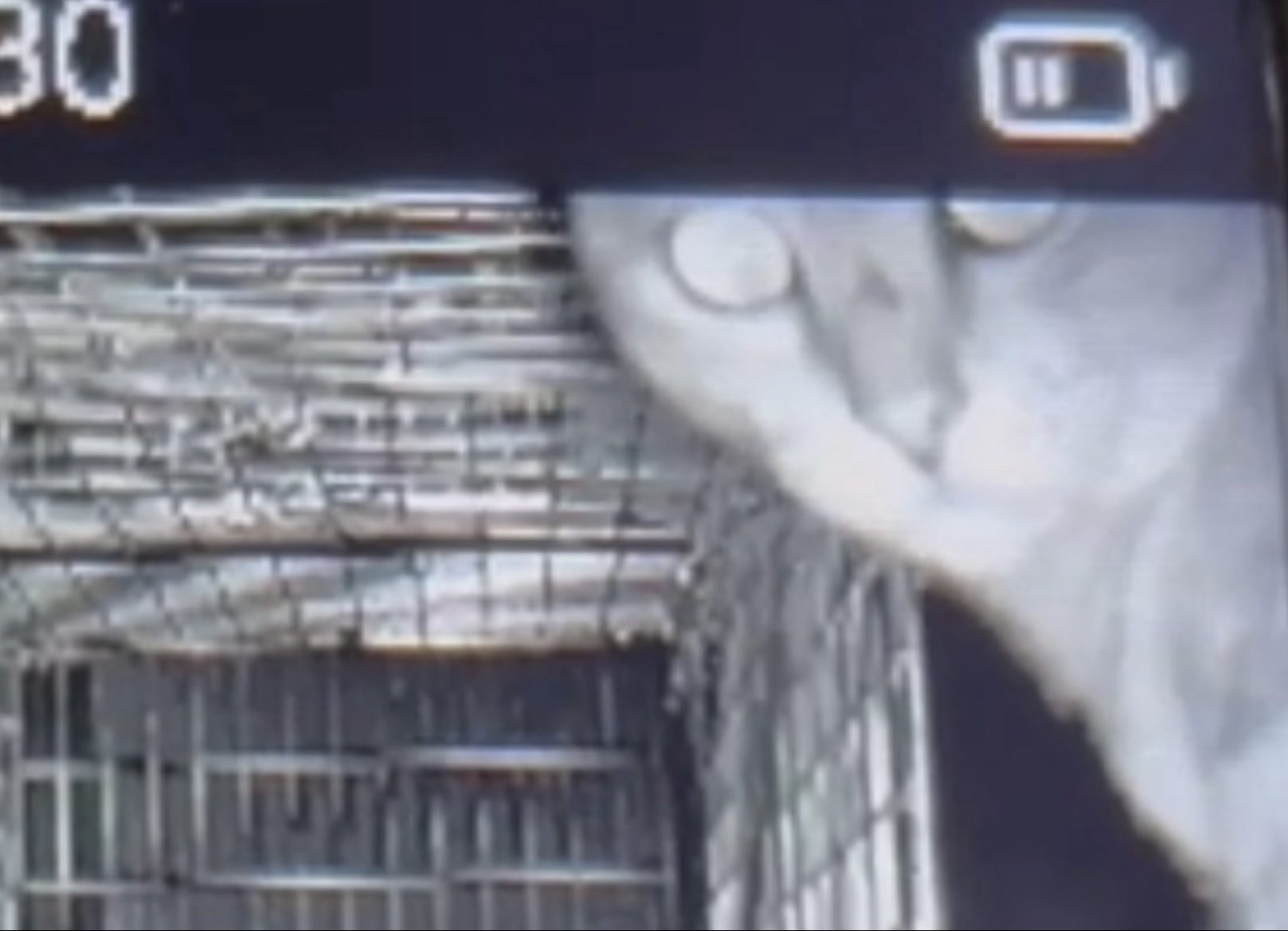 長岡京市の捜索で、設置したカメラに映った元気な猫の姿