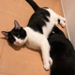 窓から脱走した兄弟猫無事に保護