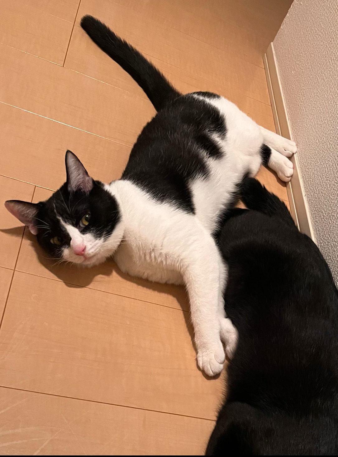 窓から脱走した兄弟猫無事に保護