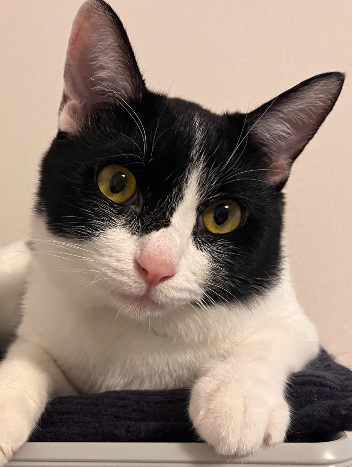 脱走から２日後無事に保護