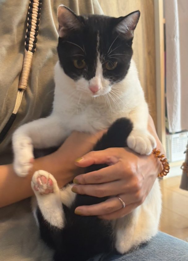 無事に保護されて飼い主様のお膝の上で幸せそうな猫ちゃん