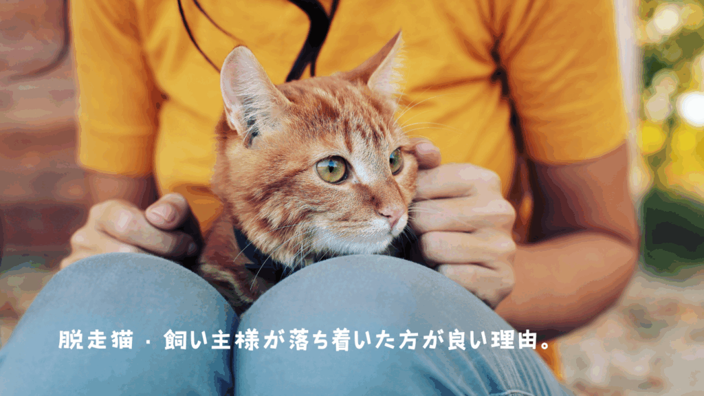 脱走猫・飼い主が落ち着く方が良い理由。