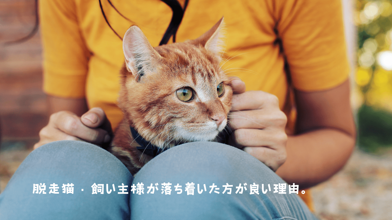 脱走猫・飼い主が落ち着く方が良い理由。