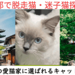 京都で脱走猫・迷子猫は京都の猫探偵キャットワン