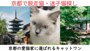 京都で脱走猫・迷子猫